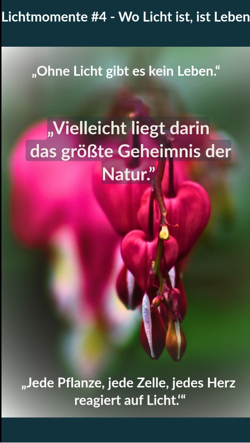 Vorschaubild Lichtmoment 4